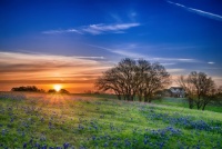 Bluebonnet Wildflower Jigsaw Puzzle