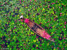 Boat Lotus Lily Jigsaw Puzzle