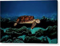 Desenhos de Body Painting Sea Turtle Jigsaw Puzzle para colorir