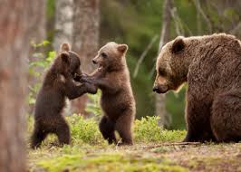 Brown Bears Jigsaw Puzzle