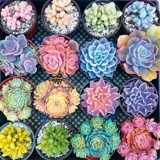 Sweet Succulents Jigsaw Puzzle
