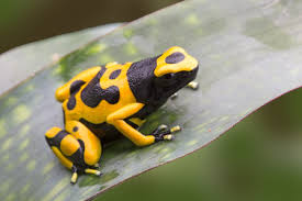 Bumblebee Dart Frog Jigsaw Puzzle