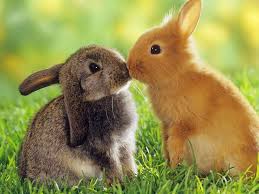 Bunnies Kissing Jigsaw Puzzle