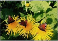 Butterflies In Garden Jigsaw Puzzle