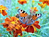 Butterfly Jigsaw Puzzle