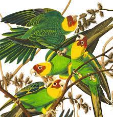 Carolina Parrot Jigsaw Puzzle