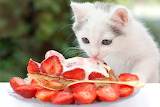 Cat and Strawberries Jigsaw Puzzle