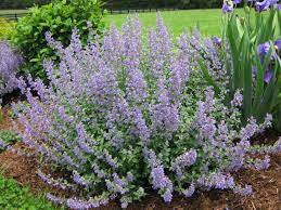 Catmint Flowers Jigsaw Puzzle