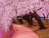 Desenhos de Cherry Blossom Japan Jigsaw Puzzle para colorir