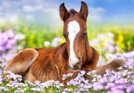 Desenhos de Chestnut Foal Jigsaw Puzzle para colorir