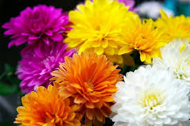 Chrysanthemums Flowers Jigsaw Puzzle