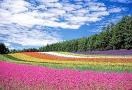 Colorful Flower Field Jigsaw Puzzle