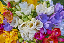 Colorful Freesias Flowers Jigsaw Puzzle
