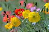 Colorful Poppies Jigsaw Puzzle