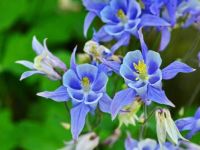 Columbine Blossoms Jigsaw Puzzle