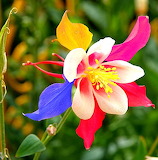 Columbine McKana Flower Jigsaw Puzzle