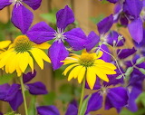 Coneflower and Clematis Jigsaw