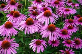 Coneflowers Jigsaw Puzzle