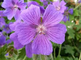 Cranesbill Flower Jigsaw Puzzle