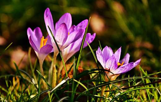 Crocus Flowers Jigsaw Puzzle