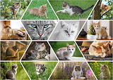 Cute Cats Online Jigsaw Puzzle