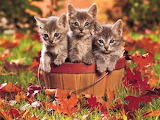 Cute Kittens in Garden Jigsaw Puzzle
