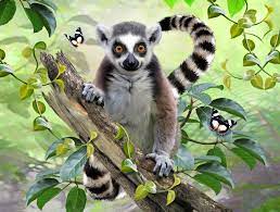 Cute Lemur Jigsaw Puzzle