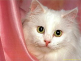 Cute White Cat Jigsaw