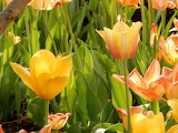 Daffodils Flower Jigsaw Puzzle