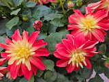 Dahlia Flower Jigsaw Puzzle