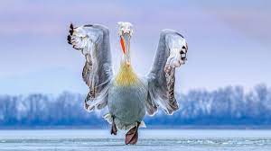 Dalmatian Pelican Jigsaw Puzzle