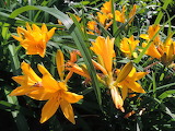 Daylily Flower Jigsaw Puzzle