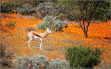 Desert Bloom Namaqualand in South Africa