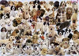 Dogs Galore Jigsaw Puzzle