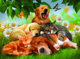 Dogs and Cats Jigsaw Puzzle