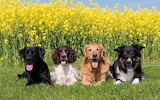 Dogs in field Rapeseed Flowers Jigsaw Puzzle