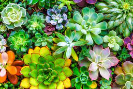 Echeveria Succulents Jigsaw Puzzle