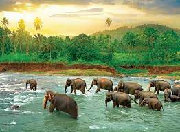 Elephants Rainforest Jigsaw Puzzle