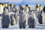 Emperor Penguin Chicks Jigsaw Puzzle