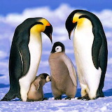 Emperor Penguin Family Jigsaw Puzzle