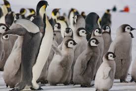 Emperor Penguin Jigsaw Puzzle