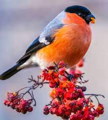 Eurasian Bullfinch Jigsaw Puzzle