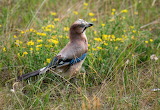 Eurasian Jay Bird Jigsaw Puzzle