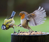 European Robin Fighting Jigsaw Puzzle