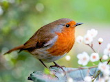 European Robin Jigsaw Puzzle