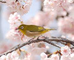 Eye Bird on Cherry Blossoms Jigsaw Puzzle