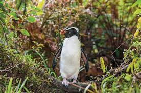 Fiordland Penguin Jigsaw Puzzle