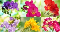 Freesia Flowers Jigsaw Puzzle