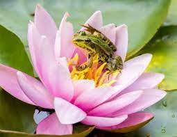 Frog and Lotus Jigsaw Puzzle