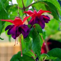 Fuchsia Flower Jigsaw Puzzle